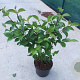 Cornus alba 'Sibirica' 60-80 cm 10L