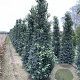 Prunus l. 'Angustifolia' 250-300 cm draadkluit solitair