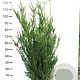 Taxus media 'Hillii' 100-120 cm met kluit