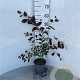 Fagus syl. 'Atropunicea' 40-60 cm 2,0L