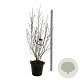Magnolia 'Heaven Scent' 170-200 cm cont. 55L extra