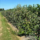 Viburnum lantana 80-120 cm 2,0L