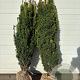 Taxus b. 'David' 100-125 cm met kluit