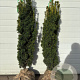 Taxus b. 'David' 100-125 cm met kluit
