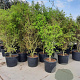 Acer palmatum 250-300 cm container meerstammig