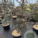 Acer pal. 'Bloodgood' 100-125 cm 30L