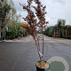 Acer pal. 'Bloodgood' 175-200 cm 30L