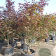 Acer pal. 'Bloodgood' 200-250 cm container solitair