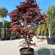 Acer pal. 'Bloodgood' 200-250 cm container solitair