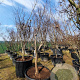 Acer pal. 'Bloodgood' 200-250 cm container solitair