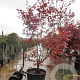 Acer pal. 'Bloodgood' 200-250 cm container solitair