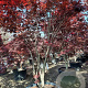 Acer pal. 'Bloodgood' 250-300 cm container Multistam
