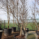 Acer pal. 'Bloodgood' 250-300 cm container Multistam