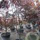 Acer pal. 'Bloodgood' 250-300 cm container Multistam