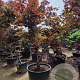 Acer pal. 'Bloodgood' 250-300 cm container Multistam
