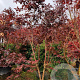 Acer pal. 'Bloodgood' 250-300 cm container Multistam