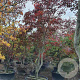 Acer pal. 'Bloodgood' 350-400 cm container solitair 2-3 tak