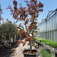 Acer pal. 'Bloodgood' 350-400 cm container solitair 2-3 tak