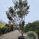 Acer pal. 'Bloodgood' 400-450 cm container meerstammig solitair