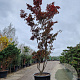 Acer pal. 'Bloodgood' 400-450 cm container meerstammig solitair
