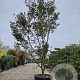 Acer pal. 'Bloodgood' 400-450 cm container meerstammig solitair