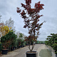 Acer pal. 'Bloodgood' 400-450 cm container meerstammig solitair