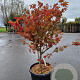 Acer pal. 'Osakazuki' 125-150 cm container meerstammig