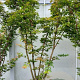 Acer pal. 'Sangokaku' 175-200 cm container meerstammig