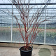 Acer pal. 'Sangokaku' 175-200 cm container meerstammig