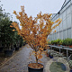 Acer pal. 'Sangokaku' 175-200 cm container meerstammig