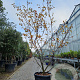 Amelanchier can. 'October Flame' 200-250 cm cont. 90L meerstammig