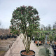 Camellia sasanqua 250-300 cm container paraplu