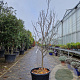 Cercis can. Red Force 175-200 cm cont. 70L