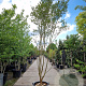Lagerstroemia indica 300-350 cm container meerstammig