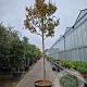Lagerstroemia i. 'Country Red' 220 cm stam container 20-25