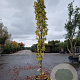 Liquidambar s. 'SlenderSilhouette' 300-350 cm cont. 70L