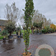 Liquidambar s. 'SlenderSilhouette' 250-300 cm cont. 70L