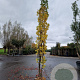 Liquidambar s. 'SlenderSilhouette' 350-400 cm cont. 70L