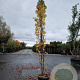 Liquidambar s. 'SlenderSilhouette' 400-450 cm cont. 70L