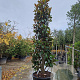 Magnolia grand. 'Galissonnière' 350-400 cm cont. 280L