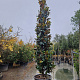Magnolia grand. 'Galissonnière' 400-450 cm cont. 280L