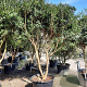 Osmanthus heterophyllus 250-300 cm container paraplu
