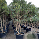 Osmanthus heterophyllus 250-300 cm container paraplu