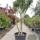 Osmanthus heterophyllus 250-300 cm container paraplu