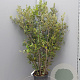 Quercus ilex 150-175 cm 18L