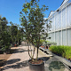 Quercus ilex 250-300 cm container paraplu