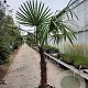 Trachycarpus fortunei 110 cm stam container