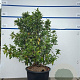 Viburnum tinus 80-100 cm 20L