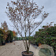 Cornus florida rubra 350-400 cm cont. 230L meerstammig
