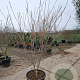 Cornus k. 'Satomi' 150-175 cm container meerstammig